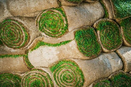 Buy Lawn Buy Lawn