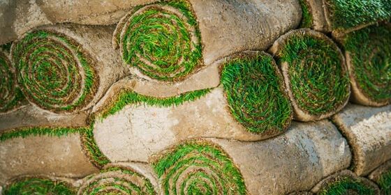 Buy Lawn Buy Lawn