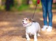 How To Choose The Best Dog Day Care For Your Dog