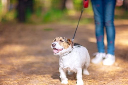 How To Choose The Best Dog Day Care For Your Dog How To Choose The Best Dog Day Care For Your Dog