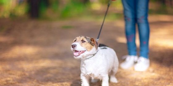How To Choose The Best Dog Day Care For Your Dog How To Choose The Best Dog Day Care For Your Dog