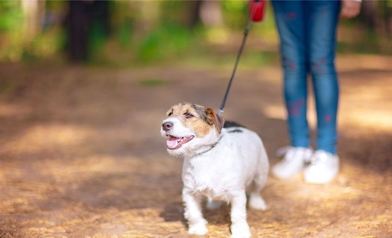 How To Choose The Best Dog Day Care For Your Dog